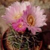 Gymnocalycium_achirasense_1